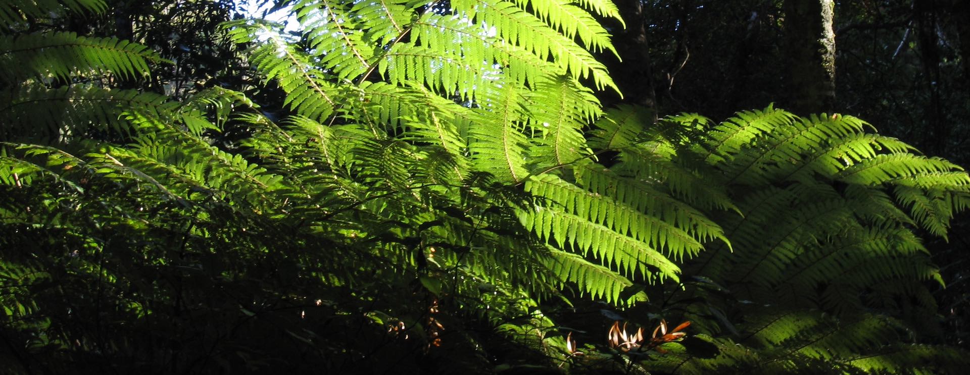 new-zealand-ferns